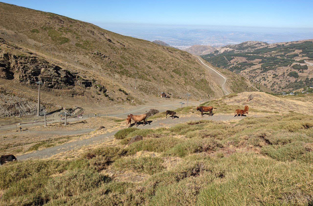 Hay un perfil de Instagram que se encarga solamente de informar sobre esos caballos